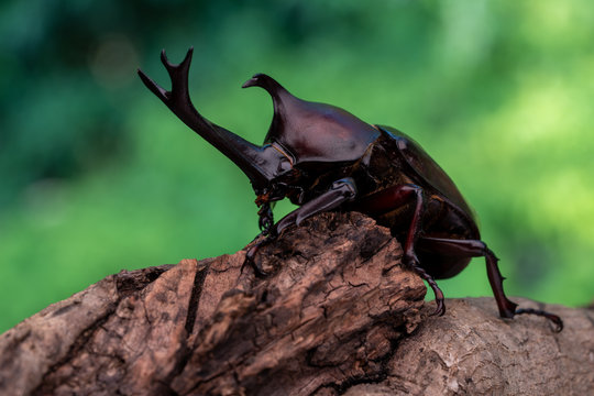 カブト虫 Images Browse 1 158 Stock Photos Vectors And Video Adobe Stock