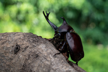 カブトムシ 甲虫 オス