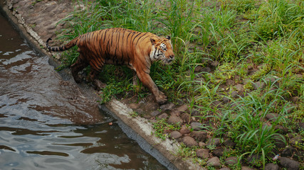 Pantera tigris sondaica or sumatran tiger in the zoo © iniaz