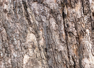 Fototapeta premium Closeup Tree Bark Texture For Background , Old Wood Tree background surface natural pattern
