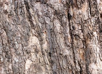 Closeup Tree Bark Texture For Background  , Old Wood Tree background surface  natural pattern