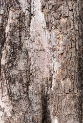 Closeup Tree Bark Texture For Background  , Old Wood Tree background surface  natural pattern