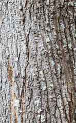 Obraz premium Closeup Tree Bark Texture For Background , Old Wood Tree background surface natural pattern