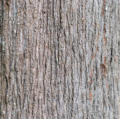 Closeup Tree Bark Texture For Background  , Old Wood Tree background surface  natural pattern