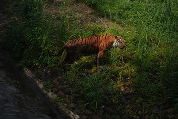 Pantera tigris sondaica or sumatran tiger in the zoo © iniaz