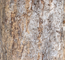 Obraz premium Closeup Tree Bark Texture For Background , Old Wood Tree background surface natural pattern