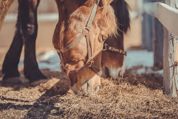 gelding and mare horses in halters in herd eating hay in paddock in spring daytime