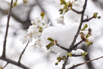 Snow on a first buds and white flowers on tree. Concept of bad weather condition, frost and agriculture disaster. Damage to the orchard