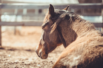 portrait of mare mare horse sleeping on ground near shelter in paddock in spring daytime