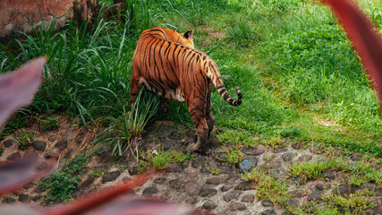 Pantera tigris sondaica or sumatran tiger in the zoo © iniaz