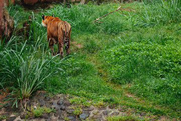 Pantera tigris sondaica or sumatran tiger in the zoo © iniaz