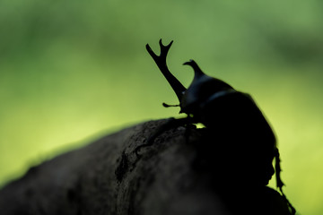 カブトムシ 甲虫 オス