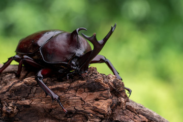 カブトムシ 甲虫 オス