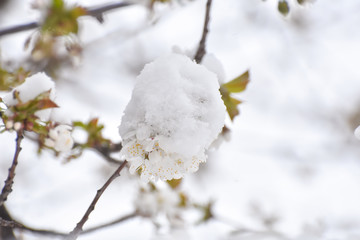 Snow on a first buds and white flowers on tree. Concept of bad weather condition, frost and agriculture disaster. Damage to the orchard