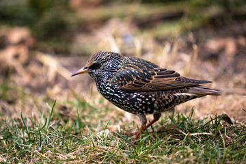 Starling in New York City