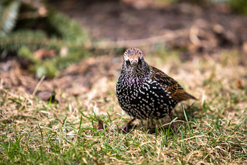 Starling in New York City