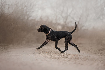 cane corso dog walking outdoors in autumn