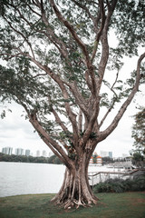 Old tree at Jurong Lake garden.