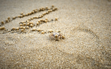 Fototapeta na wymiar Ghost Crab drawing a pattern with pills of sand
