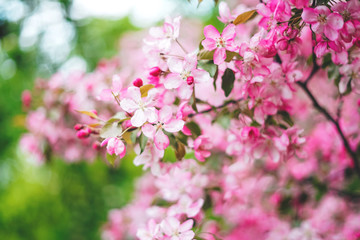 Blooming twig of pink apple tree in the garden.