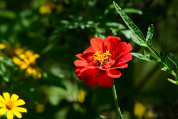 Yellow Cosmos Caudatus in indonesia  names kenikir, its can be found in the lowlands to the mountains