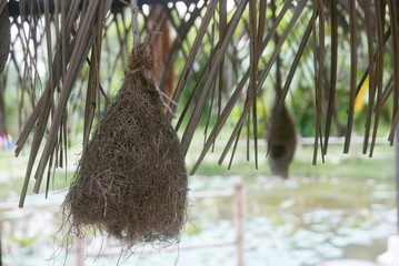 Bird nests hanging of intricately woven vegetation created by Ploceidae.