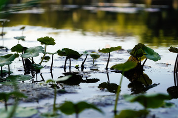 Plants growing in lake