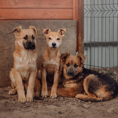 three mixed breed puppies in the shelter