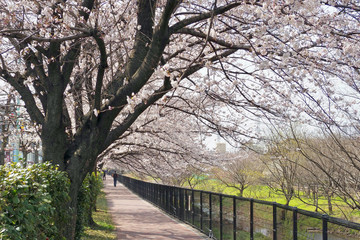 空堀川の桜