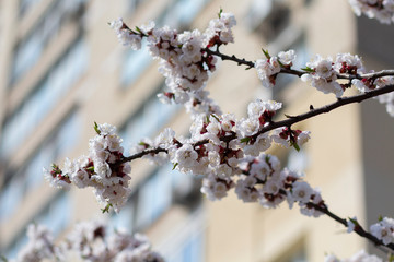 Branch of the cherry blossoms. Spring in the city
