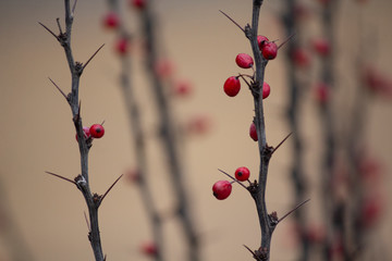 Fresh red berries on brown twig with big sharp thorns. Curved branch of barberry closeup on blurry green background. Autumn backdrop