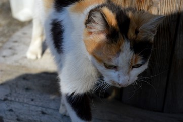 one little cute colorful cat