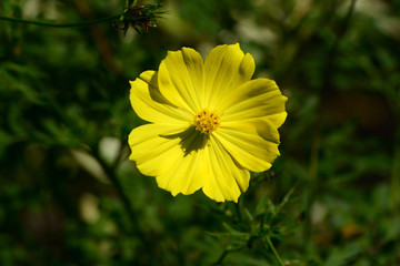 Yellow Cosmos Caudatus in indonesia  names kenikir, its can be found in the lowlands to the mountains