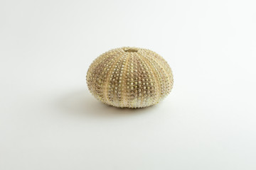 Stuffed sea urchin. It is a sea urchin found on the Canary coasts.