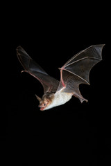 Bechsteins bat flying close up