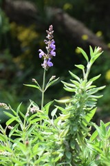 Beautiful, Rosemary, plant, background, Cyprus