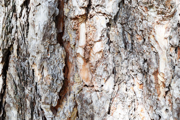 Old tree bark texture