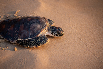 young turtle is on the beach heading into the sea in the evening,Phang nga,Thailand.