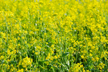 南房総の菜の花畑
