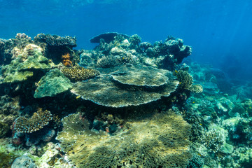 Fototapeta premium underwater scene with coral reef and fish; Sea in Surin Islands; Phang Nga Province; southern of Thailand.