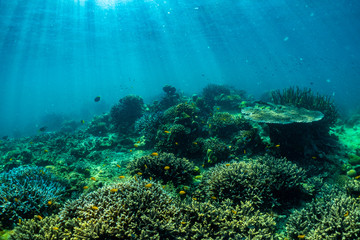 Fototapeta na wymiar underwater scene with coral reef and fish; Sea in Surin Islands; Phang Nga Province; southern of Thailand.