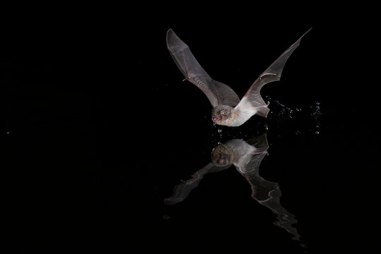 Water Bat Daubentons