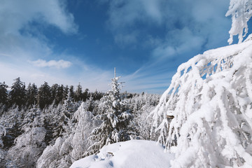 Winter Landscape with Tree Covered with Snow and Forest on Background
