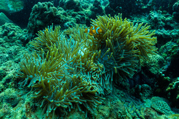 Naklejka na ściany i meble Beautiful anemone and clown fish in the shallow sea in Phuket; Thailand.