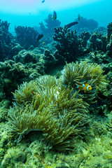 Naklejka na ściany i meble Beautiful anemone and clown fish in the shallow sea in Phuket; Thailand.