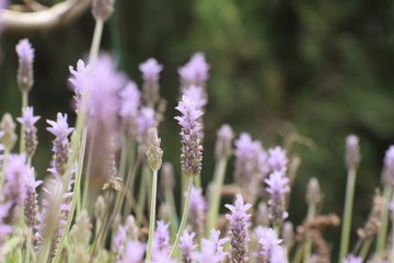 Beautiful, lavender, flowers, background, nature