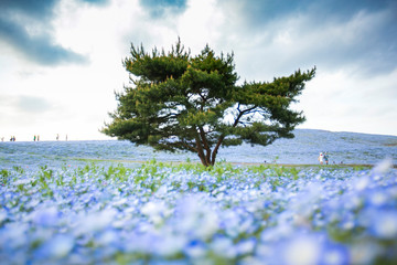 a green tree stand alone in nemophila flowers field at hitachi seaside park japan