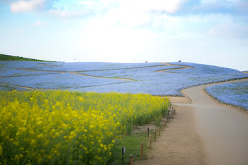 empty nemophila and rape blossom blooming field