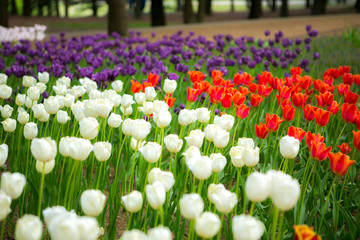 close up colorful tulip blooming in a park