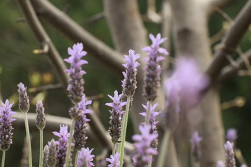 Obraz premium Beautiful, lavender, flowers, background, nature